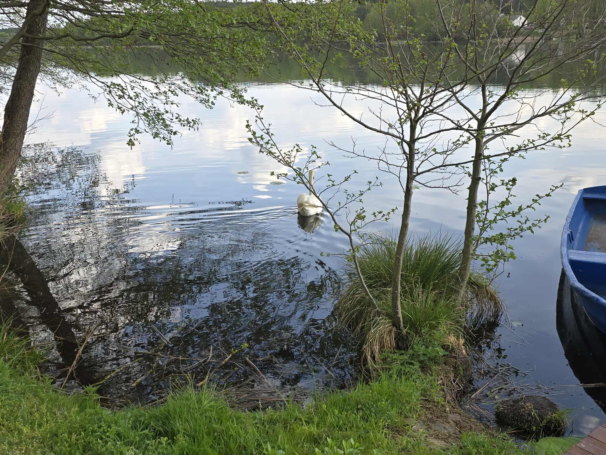 Malowniczy brzeg jeziora z drzewami